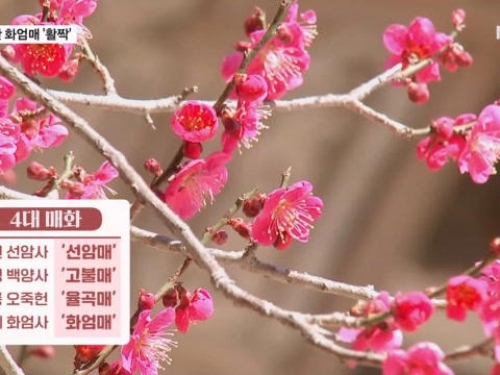 천년고찰 수놓은 붉은 홍매화…지리산 화엄매 활...